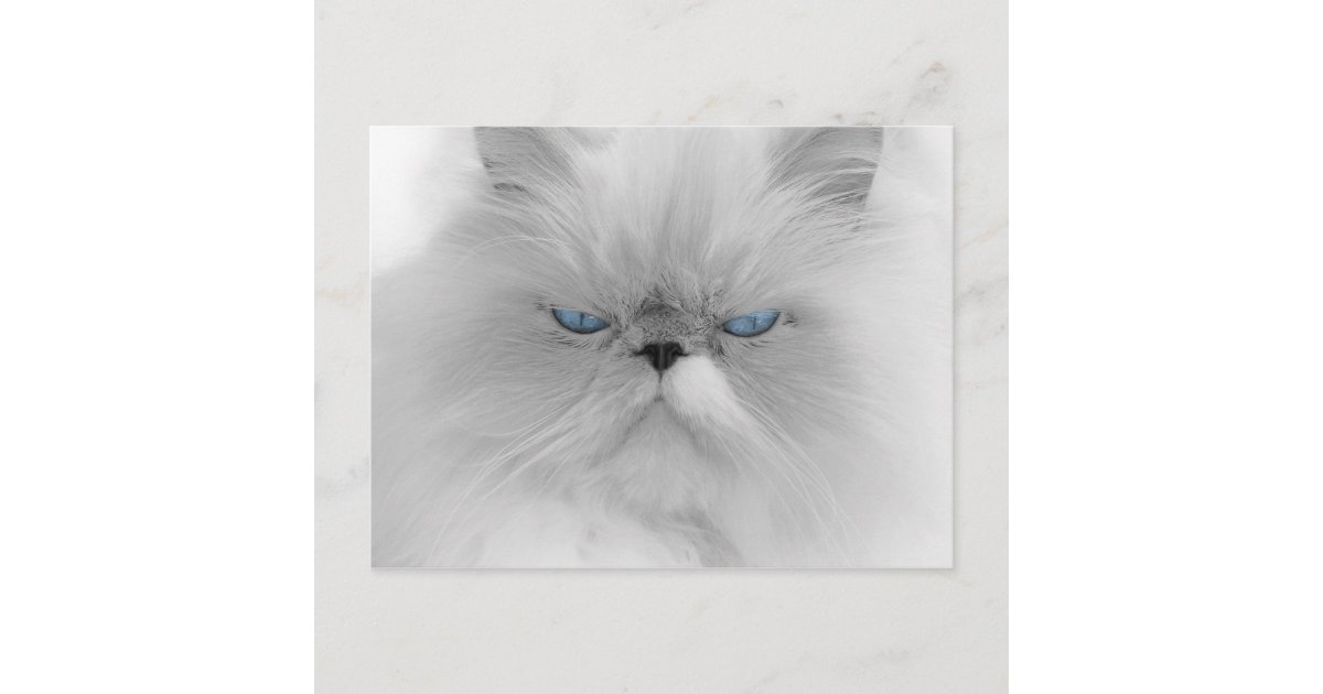 Carte Postale Chat Persan Grognon Zazzle Fr