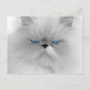 Carte Postale Chat persan Grouchy