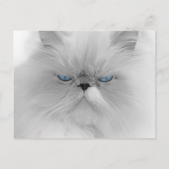 Carte Postale Chat Persan Grouchy Zazzle Fr