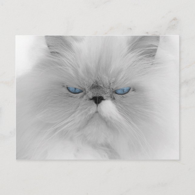 Carte Postale Chat persan Grouchy (Devant)