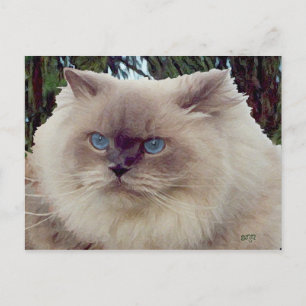 Carte Postale Chat Persan Himalayen