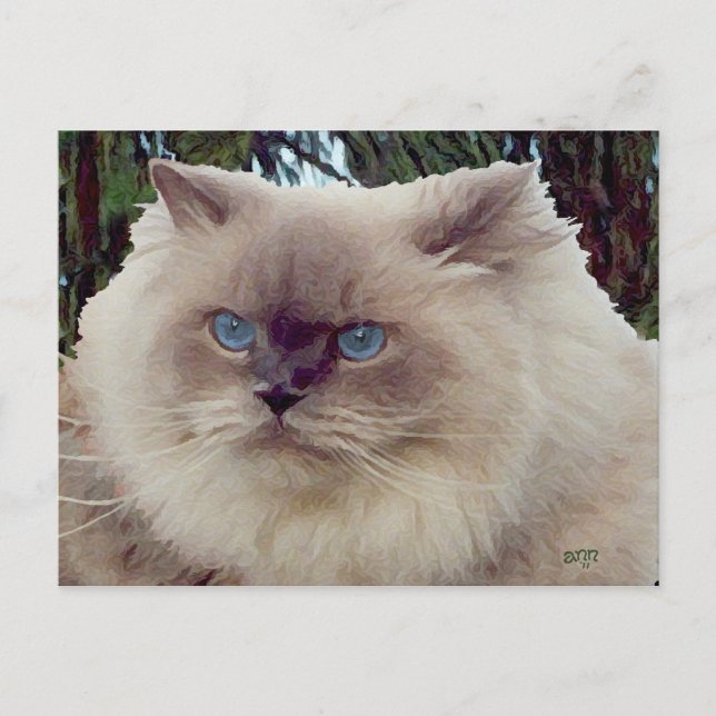 Carte Postale Chat Persan Himalayen (Devant)