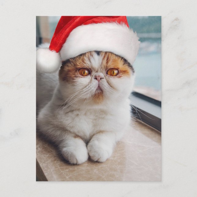 Carte Postale Chat persan merveilleux avec chapeau de Père Noël (Devant)