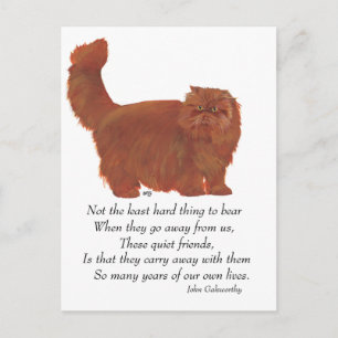 Carte Postale Chat Persan Rouge Pont Arc-en-ciel