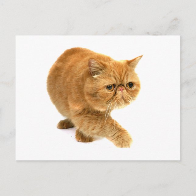 Carte Postale Chat perse (Devant)