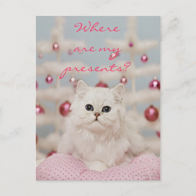 Carte Postale Chat perse assis sur un coussin rose (Devant)