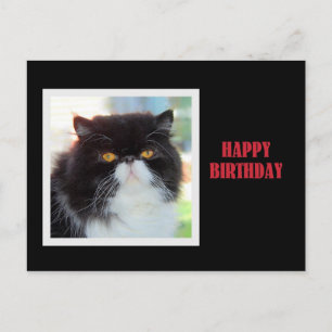 Carte Postale Chat Perse Joyeux Anniversaire