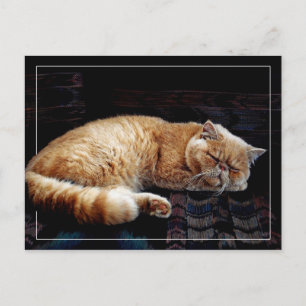 Carte Postale Chat perse orange dormant