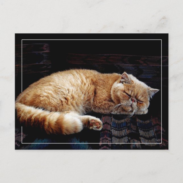 Carte Postale Chat perse orange dormant (Devant)