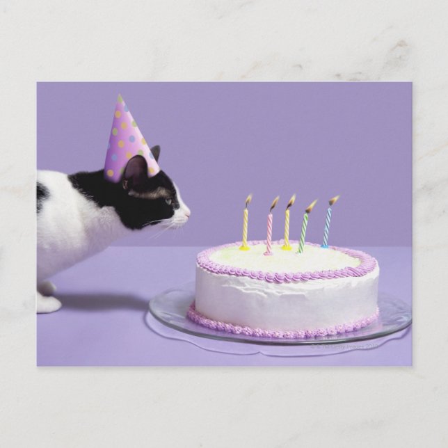 Carte Postale Chat portant un casquette d'anniversaire soufflant (Devant)