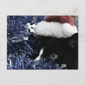 Carte Postale Chat prêt à rebondir derrière la teinture bleue, t