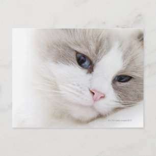 Carte Postale Chat Ragdoll