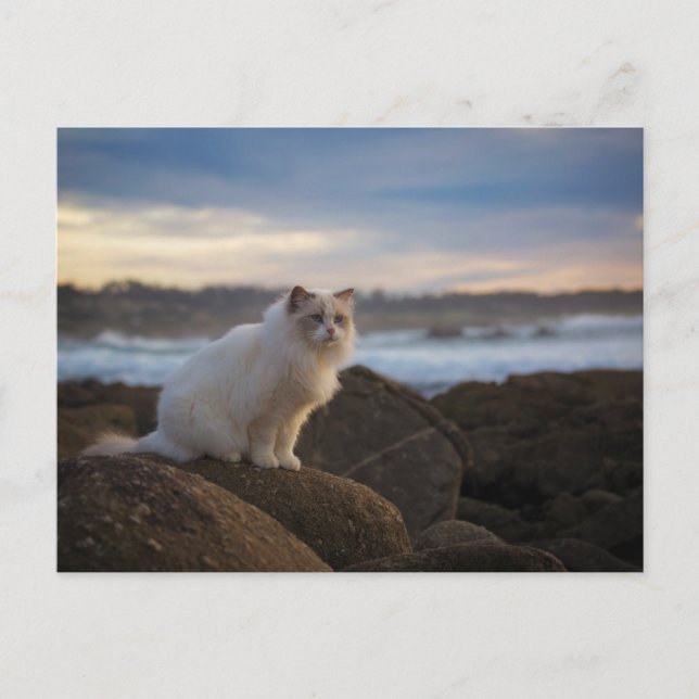 Carte Postale Chat Ragdoll À La Plage (Devant)