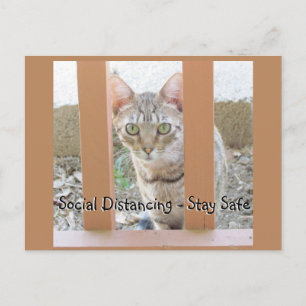 Carte postale - Chat rayé distanciation sociale