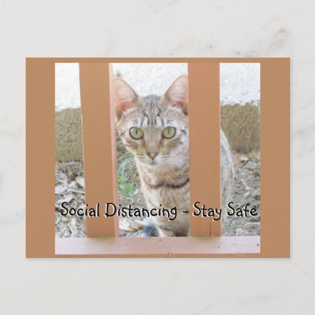 Carte postale - Chat rayé distanciation sociale (Devant)