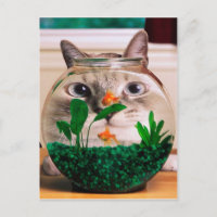 Chat regardant le poisson dans l'aquarium