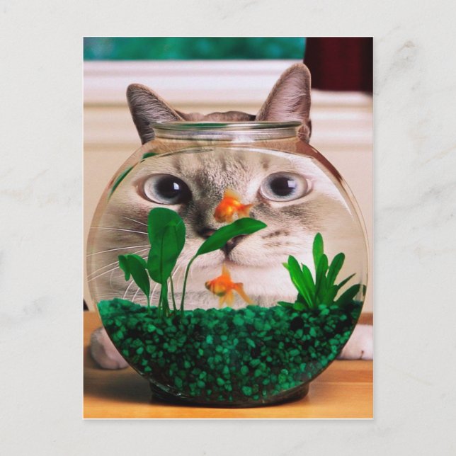 Carte Postale Chat regardant le poisson dans l'aquarium (Devant)