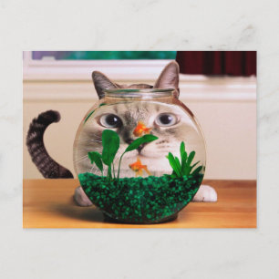 Carte Postale Chat regardant le poisson dans l'aquarium