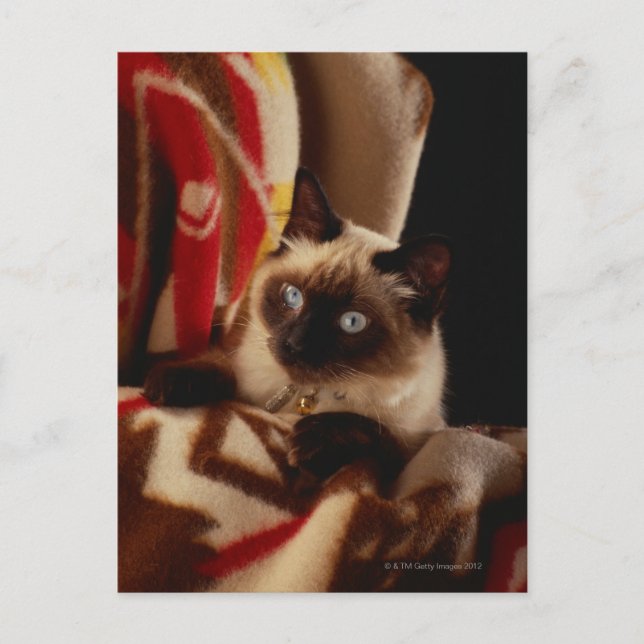 Carte Postale Chat regarder à travers la courtepointe (Devant)