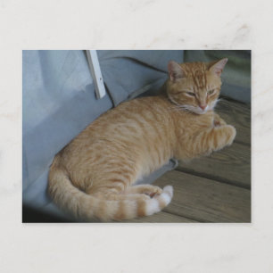Carte Postale Chat relaxant