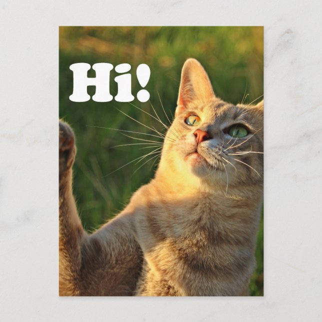 Carte Postale Chat roux disant bonjour ! (Devant)