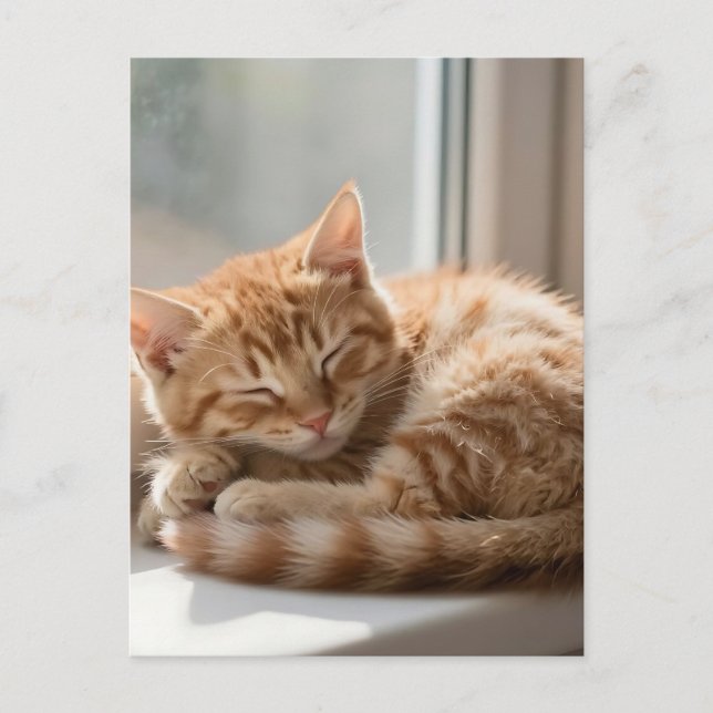 Carte Postale Chat roux douillet prenant un bain de soleil (Devant)