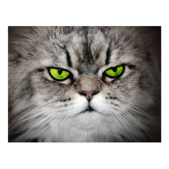 Carte Postale Chat Serieux Avec Les Yeux Verts Zazzle Fr