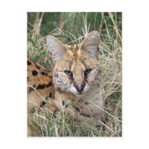 Chat Serval se relaxant dans l'herbe