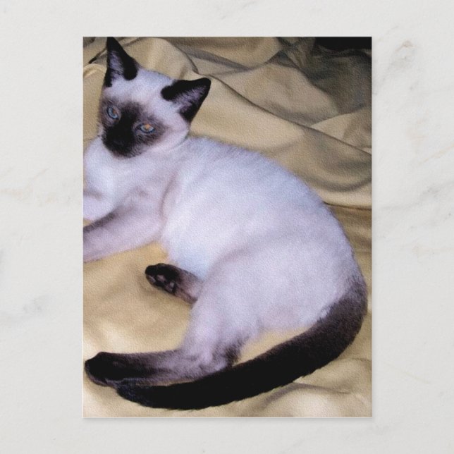Carte Postale Chat Siamese grès grès animal art animal animal an (Devant)