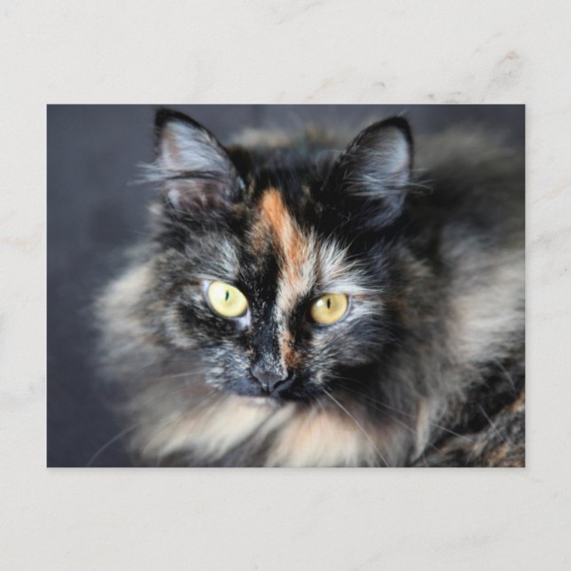 Carte Postale Chat sibérien (Devant)