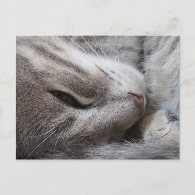 Carte postale Chat Sleepy (Devant)