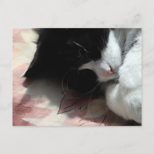 Carte Postale Chat Smoking Art Mignon Nez Rose Chats Art Affiche