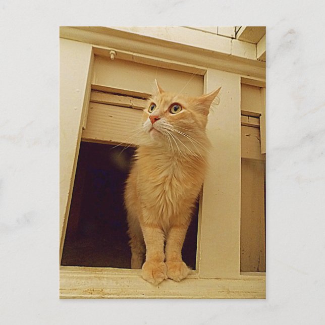 Carte Postale chat sous l'escalier (Devant)