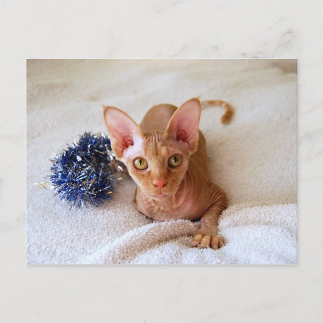 Carte Postale Chat Sphinx avec moule Bleu (Devant)