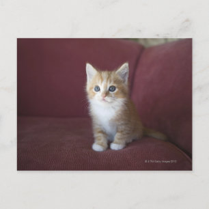 Carte Postale Chat sur canapé