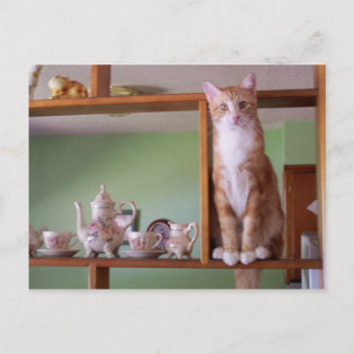Carte Postale chat sur étagère
