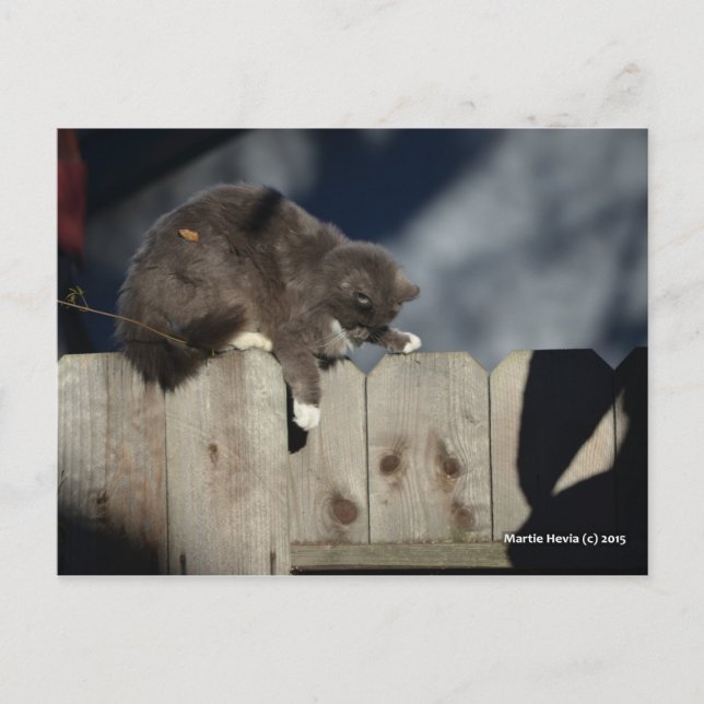 Carte Postale Chat sur la clôture (9) (Devant)