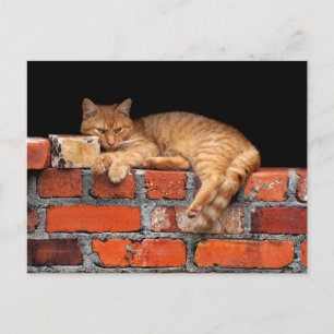 Carte Postale Chat sur mur de brique