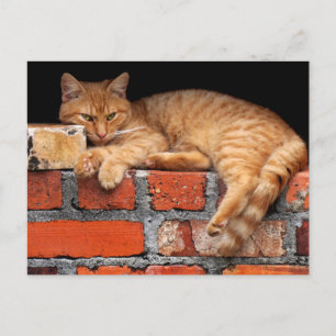 Carte Postale Chat sur mur de briques