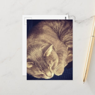 Carte Postale chat tabby gris adorable endormi