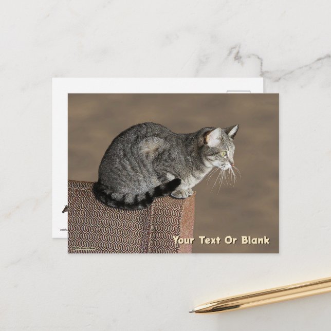 Carte Postale Chat Tabby Gris Fumé (Devant/Arrière en situation)