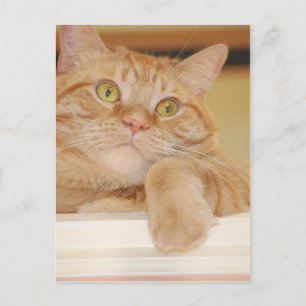 Carte Postale Chat Tabby Orange