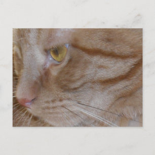 Carte Postale Chat Tabby Orange