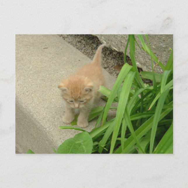 Carte Postale Chat Tabby Orange (Devant)