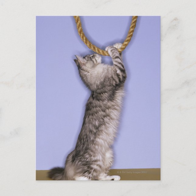 Carte Postale Chat tendant vers la corde (Devant)