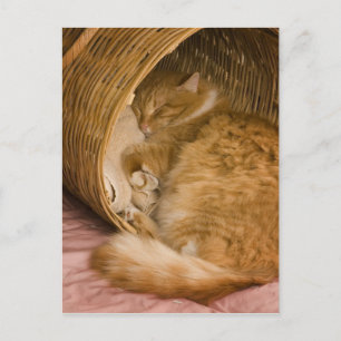 Carte Postale Chat tigré orange dormant dans un panier