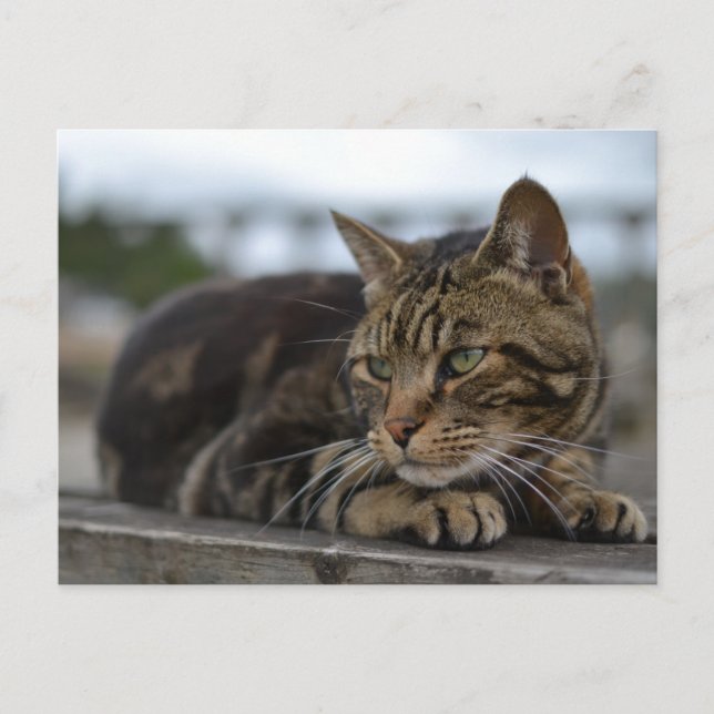 Carte Postale Chat tigré prêt à l'action dans le Devon (Devant)