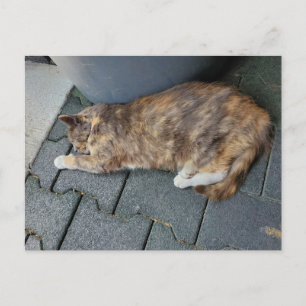 Carte Postale Chat tortue endormi