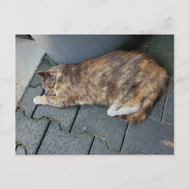 Carte Postale Chat tortue endormi (Devant)