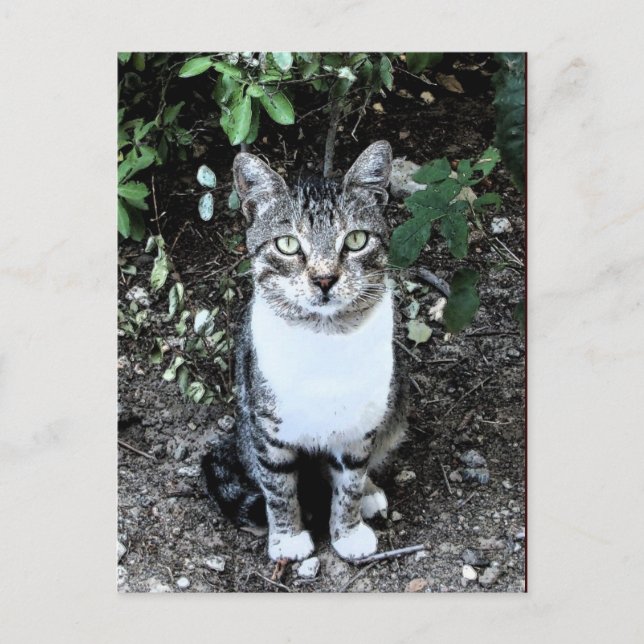 CARTE POSTALE CHAT TURQUE RONIN DANS LE JARDIN (Devant)
